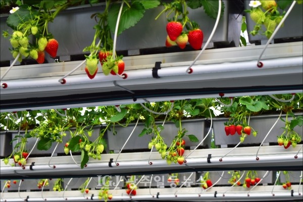 스파트팜 온실 딸기 재배 모습. (사진 출처 : 광주광역시 농업기술센터 김시라 소장 페이스북)