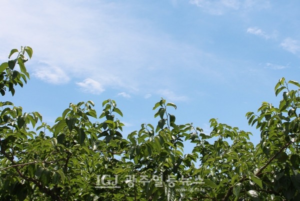 광주광역시 광산구 신룡동 감나무 밭에서 바라본 맑은 하늘. (자료 사진)