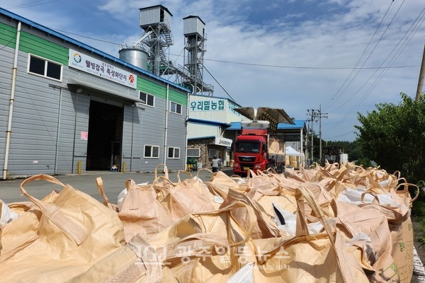 광산구 동곡동에 있는 한국우리밀농협에서 국산 밀을 수매하고 있다. (사진 : 광주광역시청 제공)